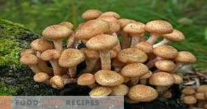 Quando coletar cogumelos