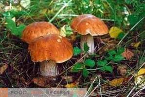 Como distinguir cogumelos comestíveis de venenosos