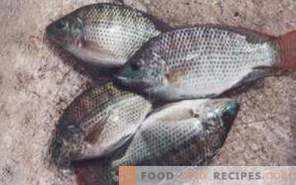 Žuvys tilapija: nauda ir žala