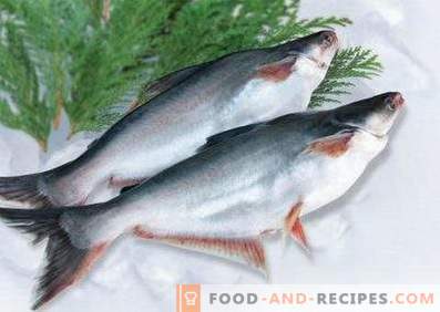 Pangasius: Benefit and Harm