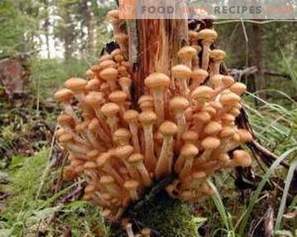 Cogumelos marinados para o inverno